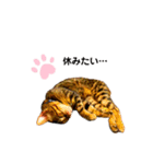 レオレオ猫（個別スタンプ：4）