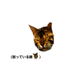 レオレオ猫（個別スタンプ：5）