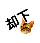 レオレオ猫（個別スタンプ：6）