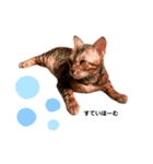 レオレオ猫（個別スタンプ：7）