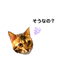 レオレオ猫（個別スタンプ：8）
