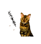 レオレオ猫（個別スタンプ：10）