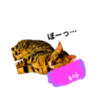レオレオ猫（個別スタンプ：11）