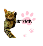 レオレオ猫（個別スタンプ：12）