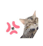レオレオ猫（個別スタンプ：14）