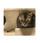 レオレオ猫（個別スタンプ：16）