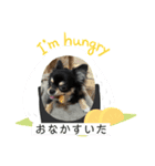 チワワのチャッピー2（個別スタンプ：1）