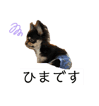 チワワのチャッピー2（個別スタンプ：7）