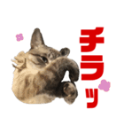 ムギちゃん3（個別スタンプ：4）
