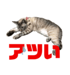 ムギちゃん3（個別スタンプ：6）