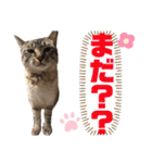 ムギちゃん3（個別スタンプ：10）