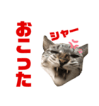 ムギちゃん3（個別スタンプ：14）