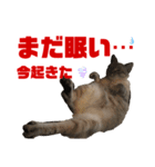 ムギちゃん3（個別スタンプ：16）