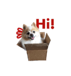 ポメラニアンとシャム猫きょうだい (英語)（個別スタンプ：1）