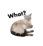 ポメラニアンとシャム猫きょうだい (英語)（個別スタンプ：7）