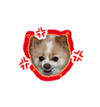 ポメラニアンとシャム猫きょうだい (英語)（個別スタンプ：8）