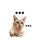 ポメラニアンとシャム猫きょうだい (英語)（個別スタンプ：11）