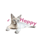 ポメラニアンとシャム猫きょうだい (英語)（個別スタンプ：21）