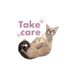 ポメラニアンとシャム猫きょうだい (英語)（個別スタンプ：25）
