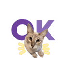 ポメラニアンとシャム猫きょうだい (英語)（個別スタンプ：33）