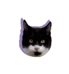 ポメラニアンとシャム猫きょうだい (英語)（個別スタンプ：39）
