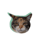 ポメラニアンとシャム猫きょうだい (英語)（個別スタンプ：40）