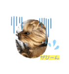 ヨーキーとトイプーPart2（個別スタンプ：2）