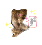 ヨーキーとトイプーPart2（個別スタンプ：4）
