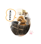 ヨーキーとトイプーPart2（個別スタンプ：5）