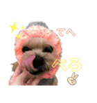ヨーキーとトイプーPart2（個別スタンプ：9）
