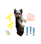 ヨーキーとトイプーPart2（個別スタンプ：12）