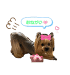 ヨーキーとトイプーPart2（個別スタンプ：16）