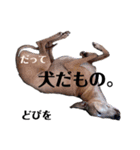ドビーは悪い子（個別スタンプ：13）