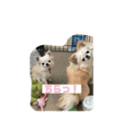 ちょこちっぷっ（個別スタンプ：1）