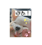ちょこちっぷっ（個別スタンプ：3）
