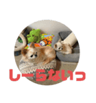 ちょこちっぷっ（個別スタンプ：10）