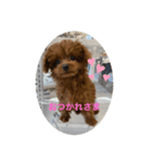 トイプードルのmayちゃん2（個別スタンプ：4）