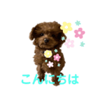トイプードルのmayちゃん4（個別スタンプ：1）