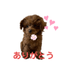 トイプードルのmayちゃん4（個別スタンプ：8）
