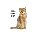He name is Vanilla2（個別スタンプ：11）