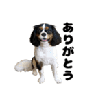 キャバリア小春（個別スタンプ：3）