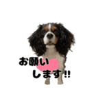キャバリア小春（個別スタンプ：4）