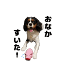 キャバリア小春（個別スタンプ：11）
