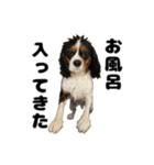 キャバリア小春（個別スタンプ：12）