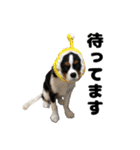 キャバリア小春（個別スタンプ：17）