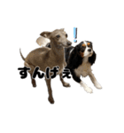 キャバリア小春（個別スタンプ：19）