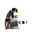キャバリア小春（個別スタンプ：23）
