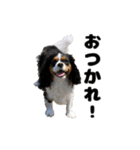 キャバリア小春（個別スタンプ：24）
