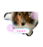 シェルティ蓮華さん（個別スタンプ：3）