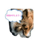 シェルティ蓮華さん（個別スタンプ：4）
